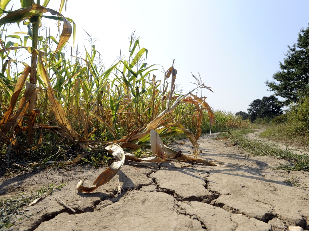 MAROC : le stress hydrique cause la perte de 22 000 hectares de terres arables par an bibiphoto/Shutterstock