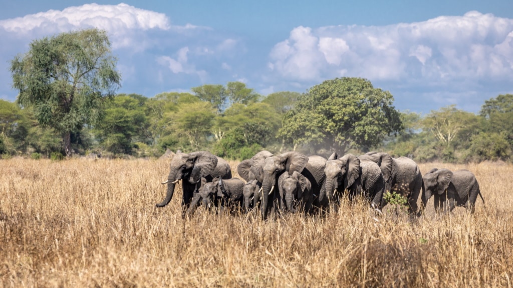 MALAWI : Lilongwe mise sur l’écotourisme et réintroduit 263 éléphants à Kasungu© African parks