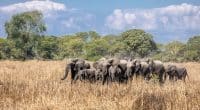 MALAWI : Lilongwe mise sur l’écotourisme et réintroduit 263 éléphants à Kasungu© African parks