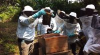 GABON: when beekeeping reduces community pressure on the forest and wildlife©ConservationJustice