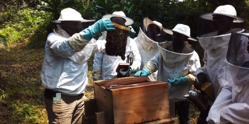 GABON : quand l’apiculture réduit la pression des communautés sur la forêt et la faune©ConservationJustice