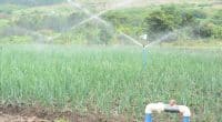 UGANDA: Government inaugurates small-scale irrigation scheme in Garuka©Ugandan Ministry of Water and Environment