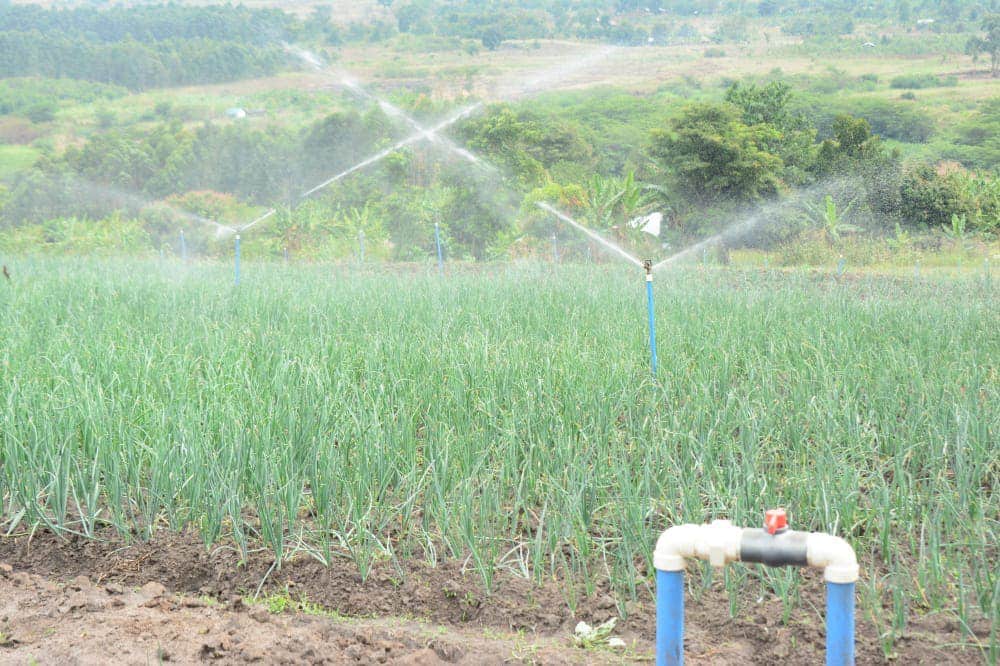 OUGANDA : à Garuka, le gouvernement inaugure un programme d’irrigation à petite échelle©Ministère ougandais de l'Eau et l'Environnement