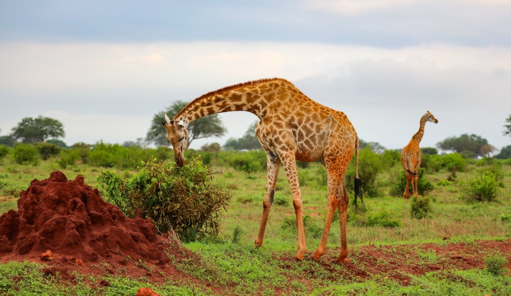 SOUTH SUDAN: African Parks to manage Boma and Badingilo parks for 10 years © Wirestock Creators/Shutterstock
