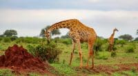 SOUDAN DU SUD : African Parks gèrera les parcs de Boma et Badingilo pendant 10 ans © Wirestock Creators/Shutterstock