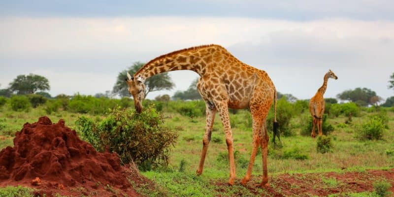 SOUDAN DU SUD : African Parks gèrera les parcs de Boma et Badingilo pendant 10 ans © Wirestock Creators/Shutterstock
