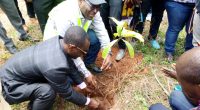 CAMEROUN : la technique du biochar, pour la restauration des forêts dégradées ©Foder