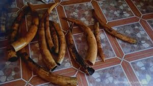 GABON: Alleged ivory trafficker arrested in Fougamou©conservationjustice/Shutterstock