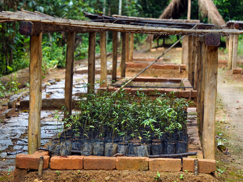 GUINEA: In Ratoma, 5,000 trees planted to fight against drought ©MyTravelCurator/Shutterstock