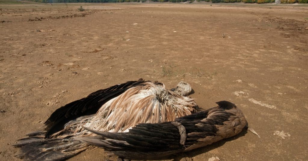 AFRIQUE AUTRALE : des braconniers massacrent 150 vautours en 2 jours©FJAH/Shutterstock