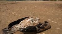 AFRIQUE AUTRALE : des braconniers massacrent 150 vautours en 2 jours©FJAH/Shutterstock