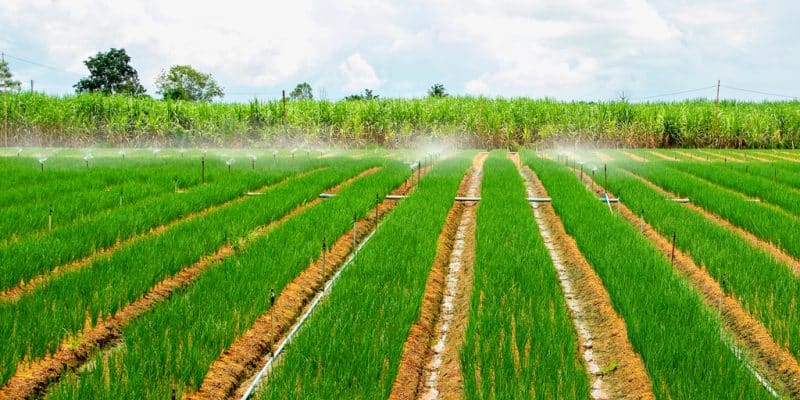 CAMEROUN : l’État lance un appel d’offres pour l’irrigation à partir du fleuve Bénoué©thonephoto/Shutterstock