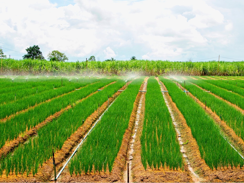CAMEROUN : l’État lance un appel d’offres pour l’irrigation à partir du fleuve Bénoué©thonephoto/Shutterstock