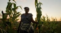 GAMBIE : 56 M$ de la Banque mondiale pour la sécurité alimentaire face à la sécheresse ©JonathanJonesCreate/Shutterstock