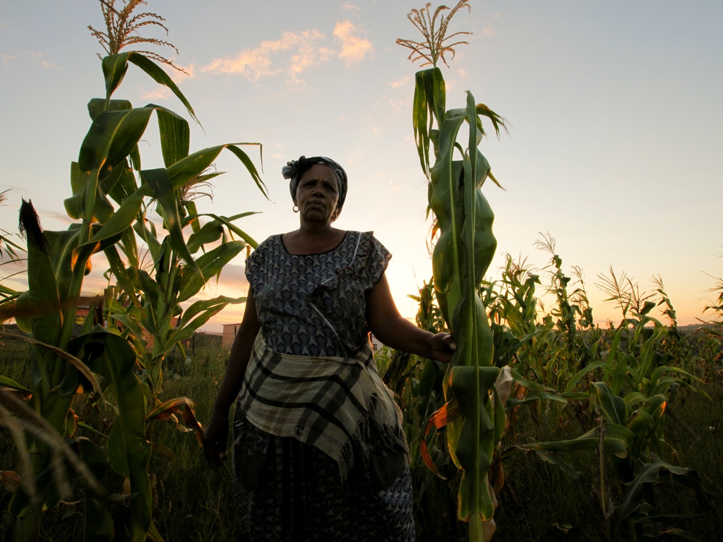 GAMBIE : 56 M$ de la Banque mondiale pour la sécurité alimentaire face à la sécheresse ©JonathanJonesCreate/Shutterstock