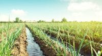 NIGERIA: State approves $24bn for smart modular irrigation in Adamawa©Andrii Yalanskyi/Shutterstock