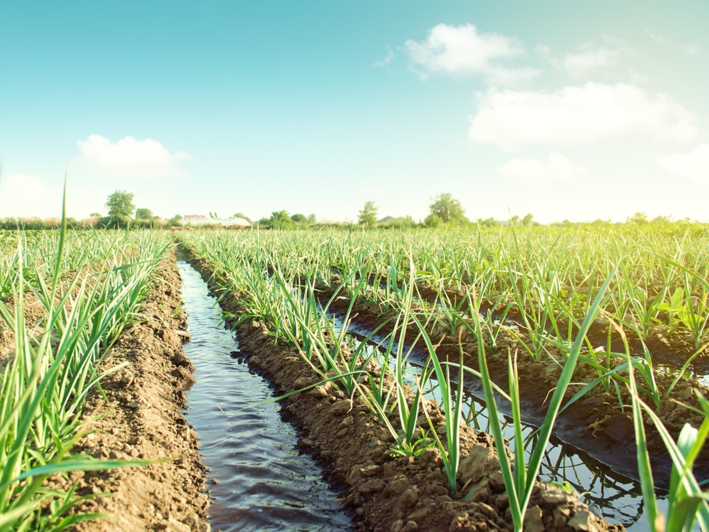 NIGERIA: State approves $24bn for smart modular irrigation in Adamawa©Andrii Yalanskyi/Shutterstock