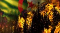 ALGERIA: Forest fires, authorities suspect arsonists ©Dancing_Man/Shutterstock