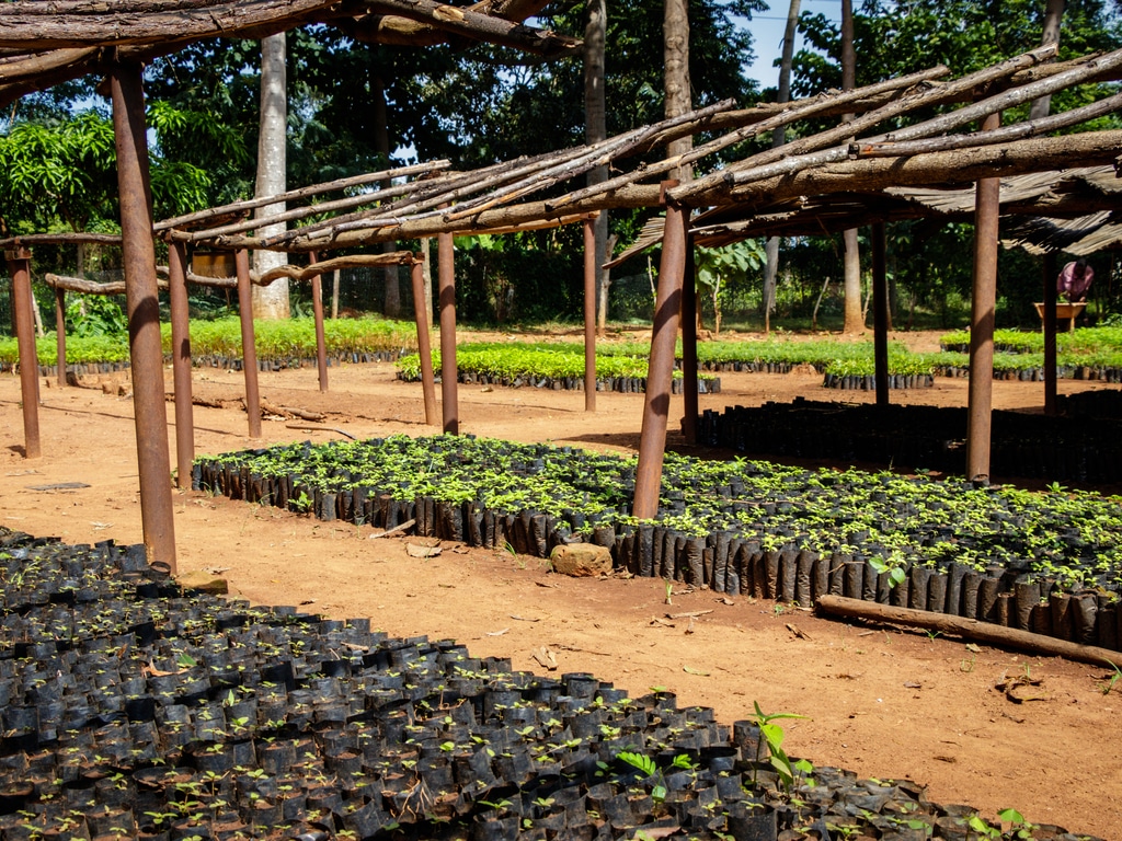 Ivory Coast: 15 hectares of trees planted in Doropo© Dennis Wegewijs/Shutterstock
