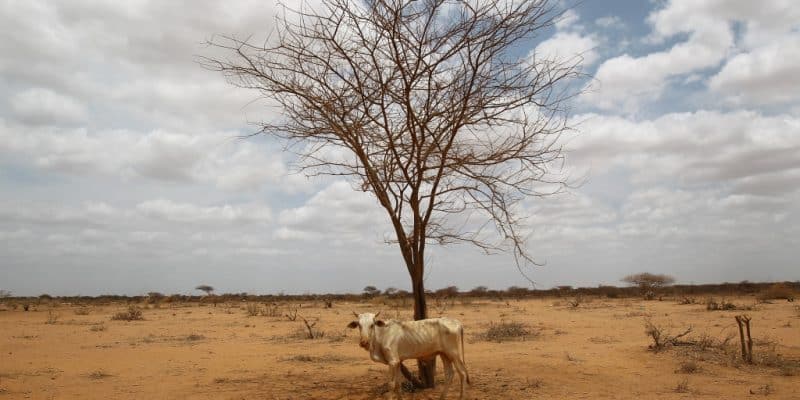 HORN OF AFRICA: Drought continues for 5th consecutive year © mehmet ali poyraz/Shutterstock