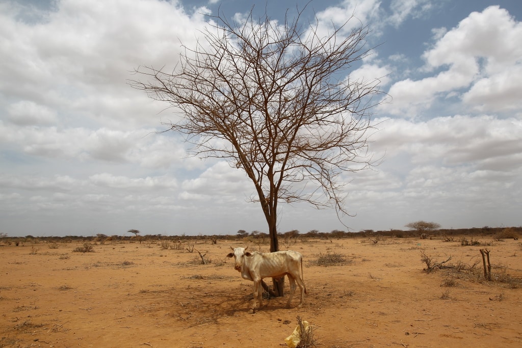 HORN OF AFRICA: Drought continues for 5th consecutive year © mehmet ali poyraz/Shutterstock