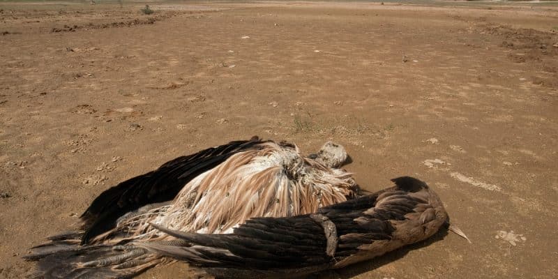AUSTRIA: Poachers slaughter 150 vultures in 2 days ©FJAH/Shutterstock