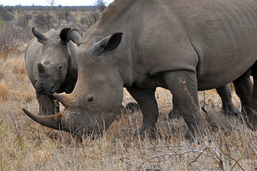 SOUTH AFRICA: Rhinos have lost 75% of their population in less than ten years ©Karel GallasShutterstock