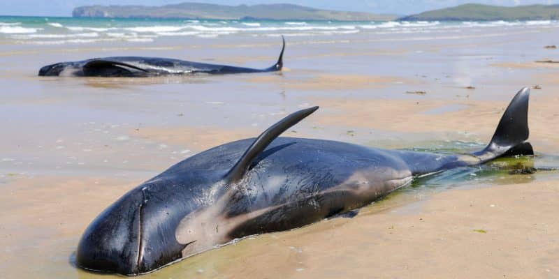 MADAGASCAR : vers le renforcement du dispositif anti-échouage de baleine©Stephen Barnes/Shutterstock