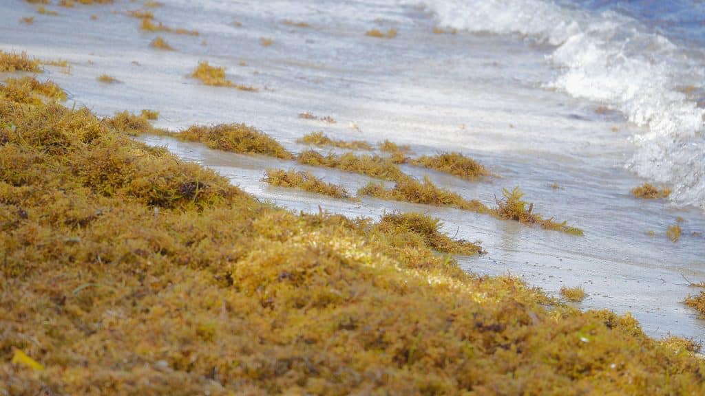 GHANA: Sargassum seaweed invasion threatens the population of Nzema © C. Foret/Shutterstock