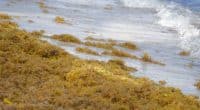 GHANA : l’invasion d’algues sargasses menace les populations de Nzema© C. Foret/Shutterstock
