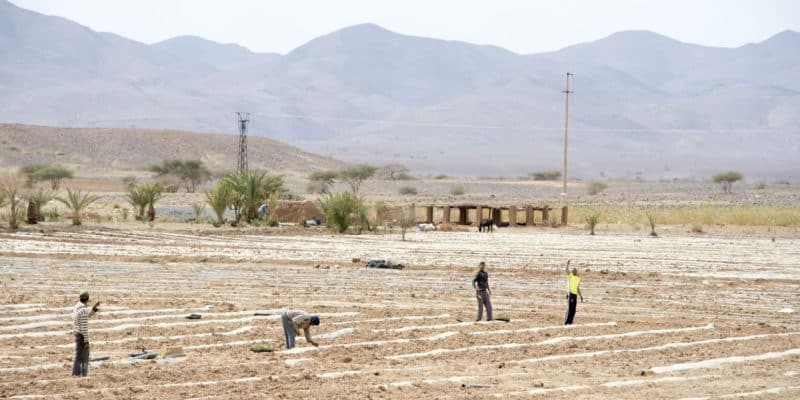 MOROCCO: ADA seeks PPPs for the development of irrigated land in Jraifia©The Visual Explorer/Shutterstock
