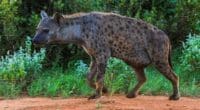 GABON : le retour des hyènes ©Michael Zech Fotografie/Shutterstock
