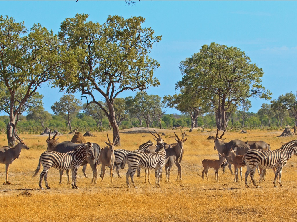 ZIMBABWE: Faced with drought, 2,500 animals transferred from the south to the north©Paula french/shutterstock