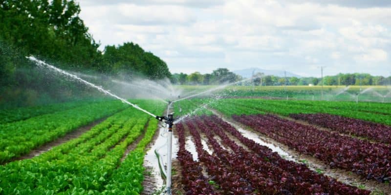 NIGERIA: 12 irrigation schemes are back in operation in Kano©Lazy_Bear/Shutterstock