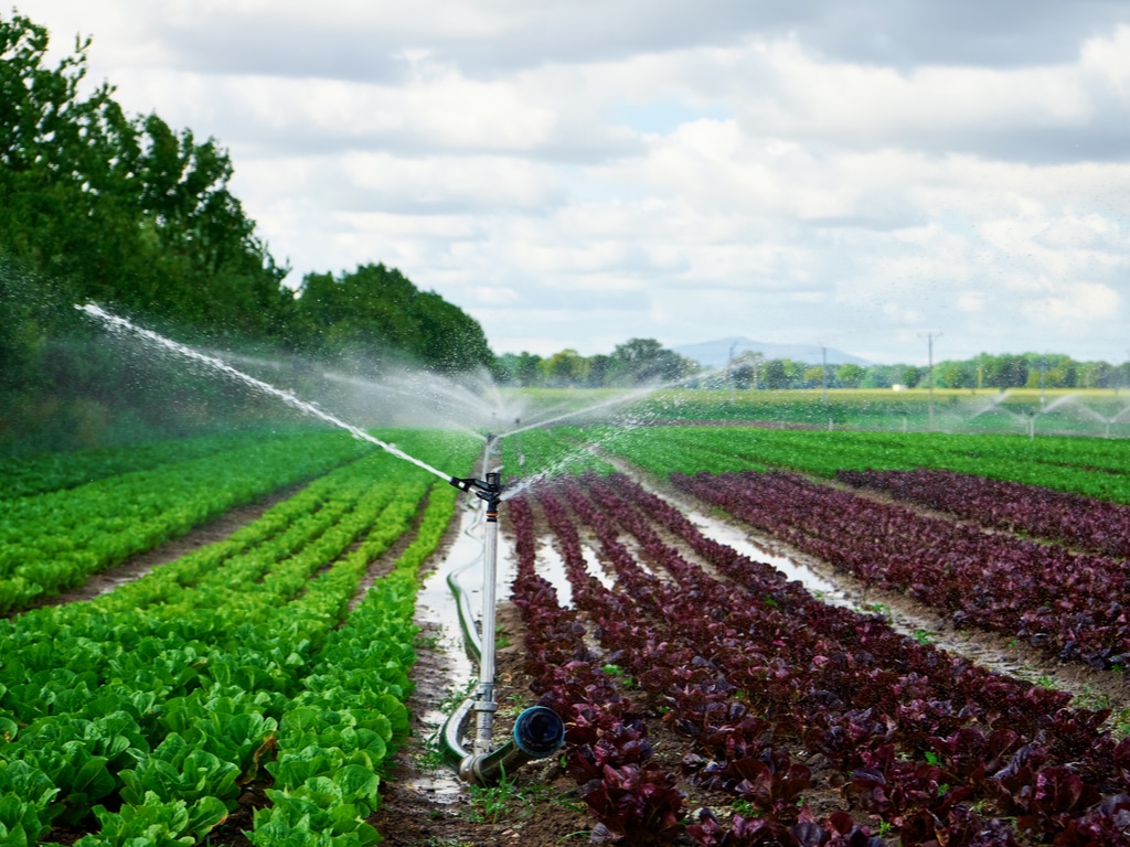 NIGERIA: 12 irrigation schemes are back in operation in Kano©Lazy_Bear/Shutterstock