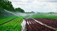 NIGERIA : 12 systèmes d’irrigation reprennent du service à Kano©Lazy_Bear/Shutterstock