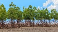 TOGO: Sogea-Satom plants 2,000 mangroves in Aneho to restore the forest cover© sarayuth3390/shutterstock