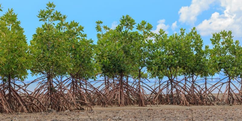 TOGO : Sogea-Satom plante 2 000 palétuviers à Aneho pour restaurer le couvert forestier© sarayuth3390/shutterstock