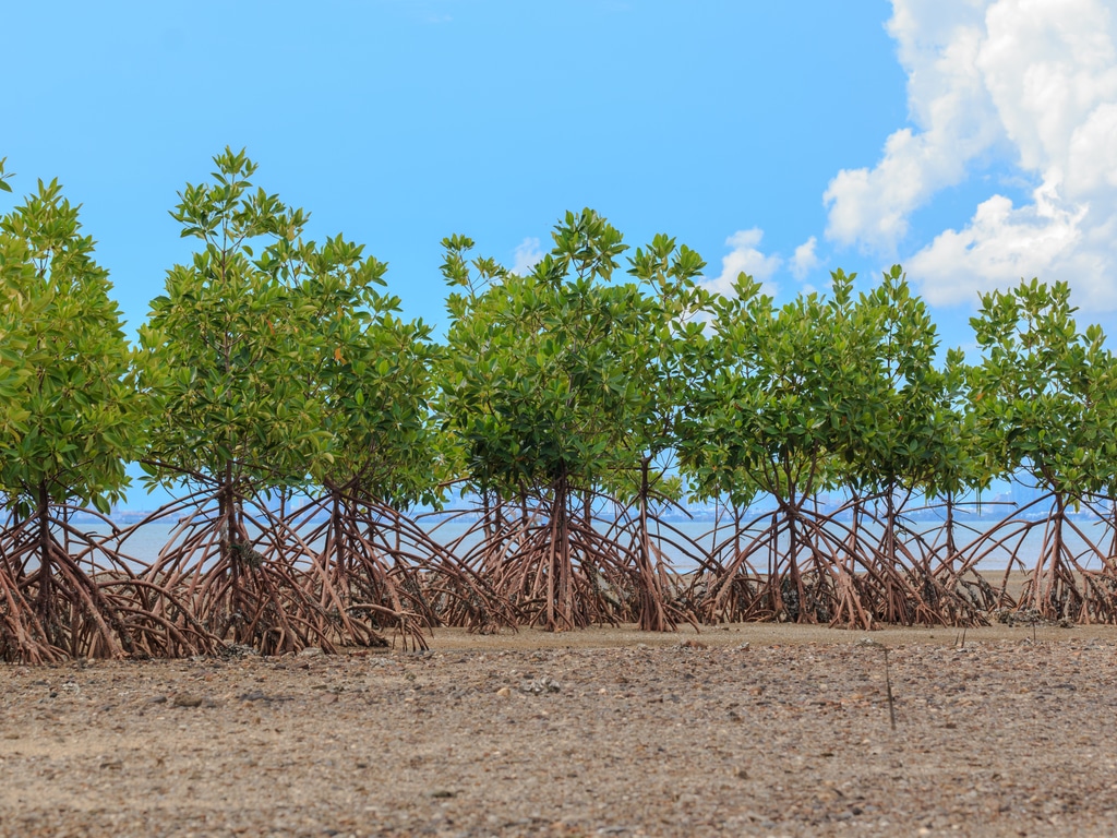TOGO : Sogea-Satom plante 2 000 palétuviers à Aneho pour restaurer le couvert forestier© sarayuth3390/shutterstock