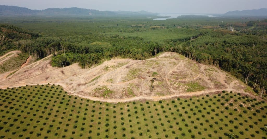AFRIQUE : l’UE interdit l’importation du caoutchouc issu de la déforestationshutterstock_796251163