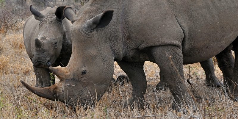 SOUTH AFRICA: Rhinos have lost 75% of their population in less than ten years ©Karel GallasShutterstock