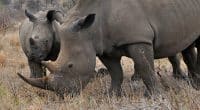 AFRIQUE DU SUD : les rhinocéros ont perdu 75 % de leur population en moins de dix ans ©Karel GallasShutterstock