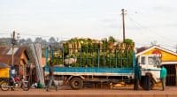 AFRIQUE : des investisseurs engagent 150 M$ contre le gaspillage alimentaire© Travel Stock/Shutterstock