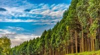 AFRIQUE : la nouvelle plateforme « Afip » investira 500 M$ dans la foresterie durable © Jen Watson/Shutterstock