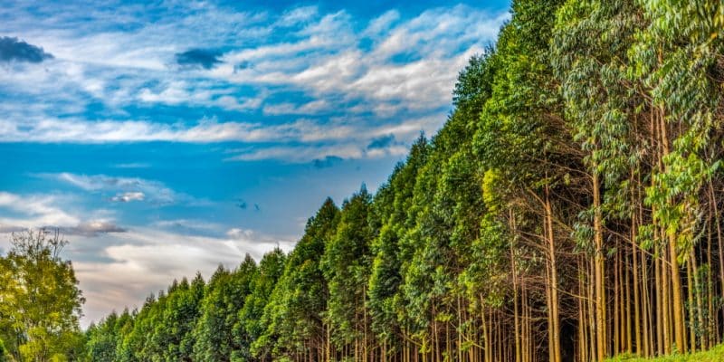 AFRIQUE : la nouvelle plateforme « Afip » investira 500 M$ dans la foresterie durable © Jen Watson/Shutterstock
