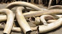 GABON: Four alleged ivory traffickers face ten years in prison © Svetlana Foote/Shutterstock