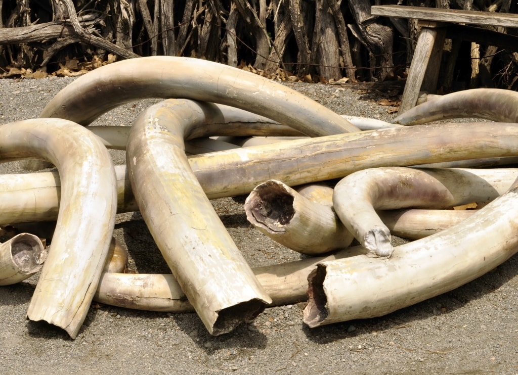 GABON: Four alleged ivory traffickers face ten years in prison © Svetlana Foote/Shutterstock