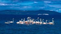 MÉDITERRANÉE : une initiative pour améliorer la gestion des aires marines protégées © grafxart/Shutterstock