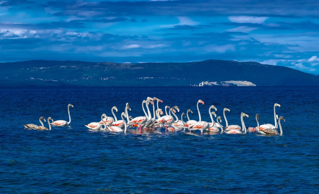 MÉDITERRANÉE : une initiative pour améliorer la gestion des aires marines protégées © grafxart/Shutterstock