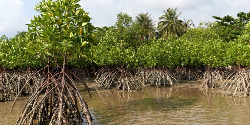 GUINEA-BISSAU: $9m from the GCF for climate resilience of coastal farmers © Western Exotic Stockers/Shutterstock